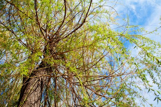 a willow tree in spring