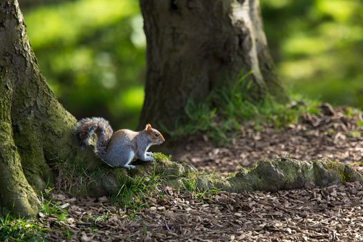 Red squirrel (Sciurus vulgaris)