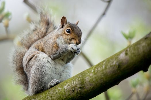 Red squirrel (Sciurus vulgaris)