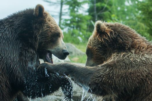 Two Grizzly (Brown) Bears Fighting or playing soft focus