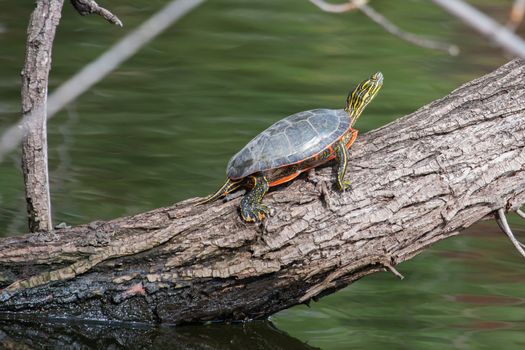 Two Painted Turtle Sunning on a log.