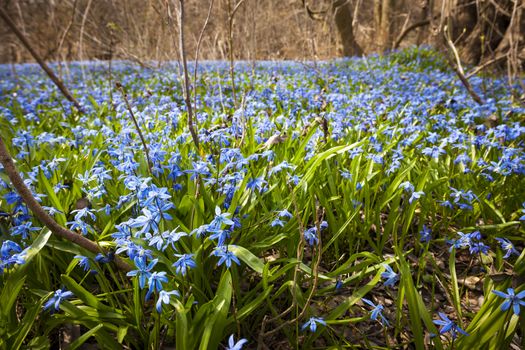 A carpet of early spring blue flowers glory-of-the-snow blooming in abundance on forest floor. Ontario, Canada.