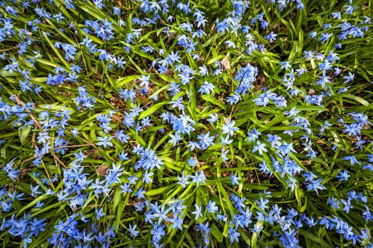 Early spring blue flowers glory-of-the-snow blooming in sunny springtime meadow, view from above