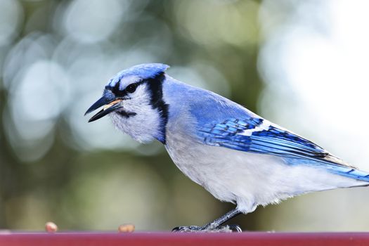 Closeup of blue jay bird eating peanuts