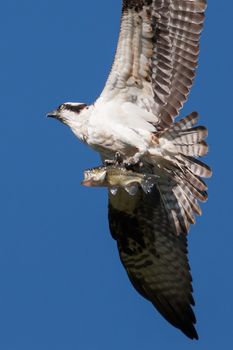 Soaring osprey carrying a bass in it's talons 