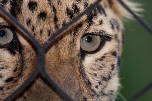 Amur Leopard looking through a fence ata zoo