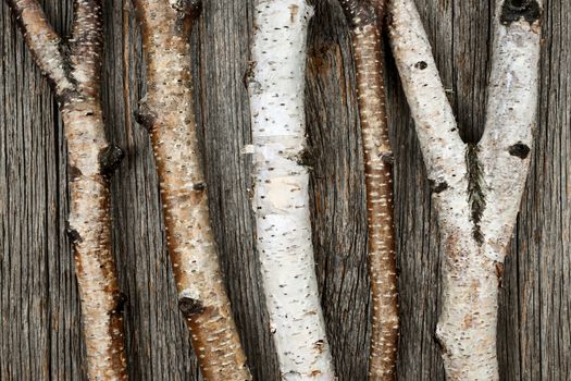 Birch tree trunks and branches on natural wood background
