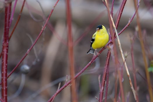 American Goldfinch perched on a tree branch.