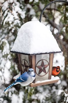 Blue jay and cardinal birds on bird feeder in winter