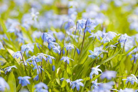 Closeup of early spring blue flowers glory-of-the-snow blooming in sunny springtime meadow