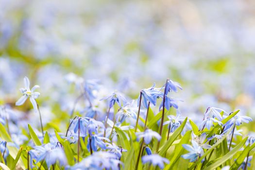 Spring background with early blue flowers glory-of-the-snow and copy space for text