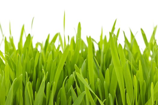 Closeup of green tall grass blades on white background