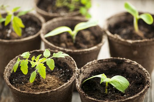 Potted seedlings growing in biodegradable peat moss pots