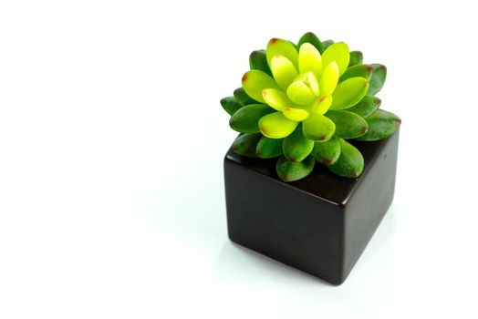 small cactus in black cube jar on white scene,shallow focus