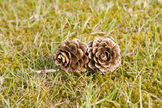 Two pinecones in green grass