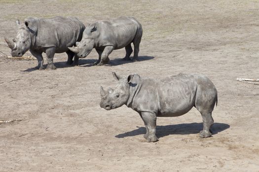 Three white rhinoceros or square-lipped rhinoceros (Ceratotherium simum)