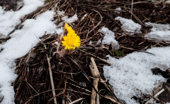 Flower and snow