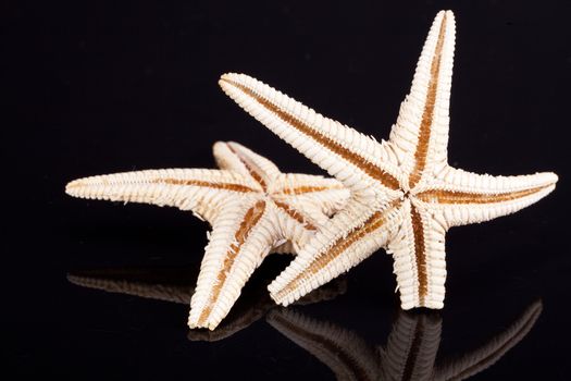 some of sea stars isolated on black background