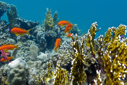 coral reef with hard corals and exotic fishes anthias at the bottom of tropical sea