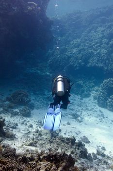 coral reef with hard corals and diver  at the bottom of tropical sea