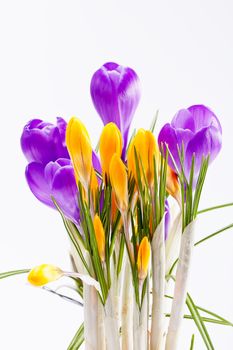 violet and yellow spring flowers of crocus isolated on white background