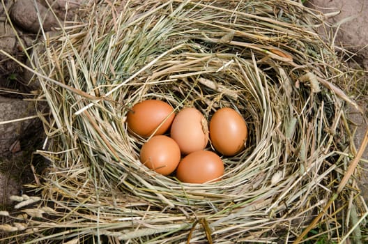 small rustic chicken eggs in nest of hay outdoor