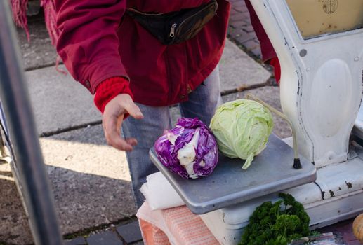 green and purple cabbage lie on the old rural metal scales