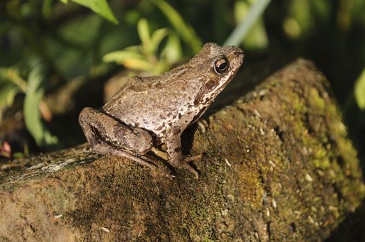 Frog sitting on a log near the water