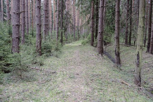 Pathway among the tall trees in the dense coniferous forest in the morning