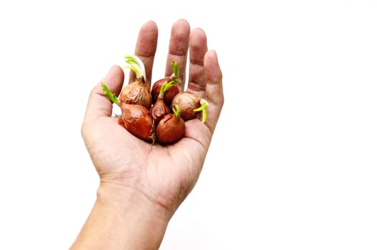 Shallots bulb in hand isolated