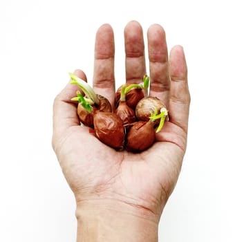 Shallots bulb in hand isolated