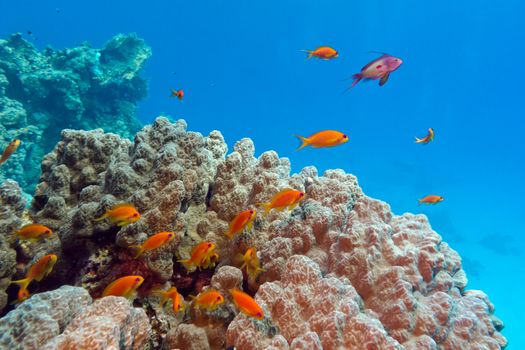 coral reef with porites coral and anthiases at the bottom of tropical sea on blue water background
