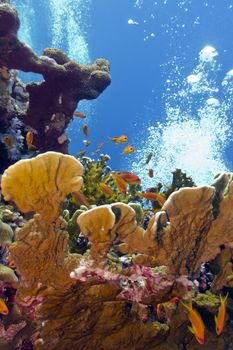 coral reef with great fire coral and exotic fishes anthias in tropical sea on blue water background