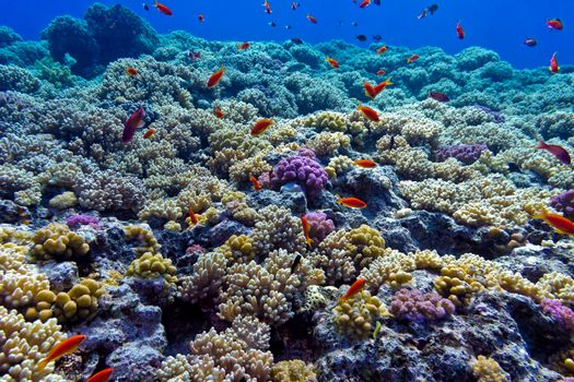 colorful coral reef with hard corals on the bottom of red sea - underwater photo