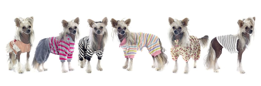 dressed Chinese Crested Dogs in front of white background