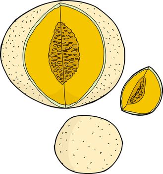 Set of various cantaloupe melons on white background