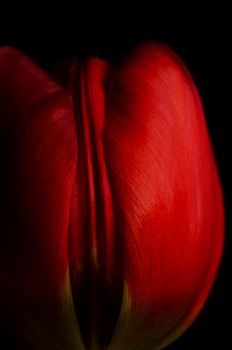 Red tulip detail isolated on black background
