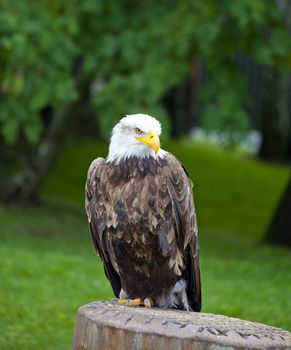 sea ??eagle with white head standing