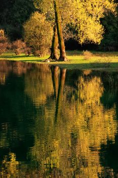 Fall color tree reflected in Crnojevica river, Montenegro, Balkans