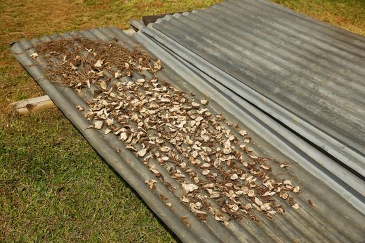 Kava root drying in Navala village, Viti Levu island, Fiji