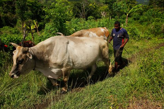 Man with water buffalo, Navala village, Viti Levu island, Fiji