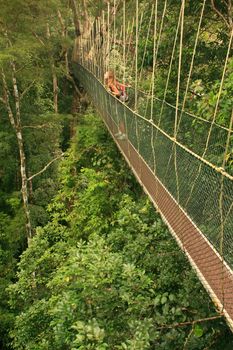 Tourist standing on canopy walkway, Taman Negara National Park, Malaysia