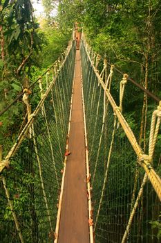 Canopy walkway, Taman Negara National Park, Malaysia