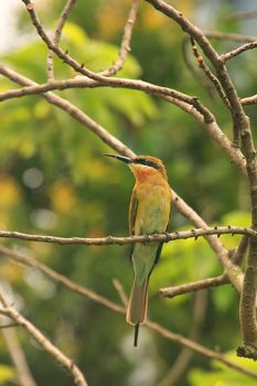 Little Green Bee-eater (Merops orientalis), Taman Negara National Park, Malaysia