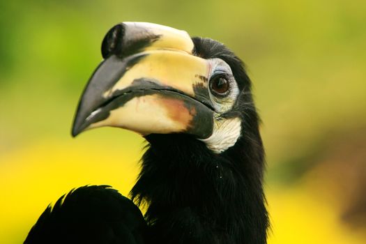 Oriental Pied Hornbill (Anthracoceros albirostris), Sepilok, Borneo, Malaysia