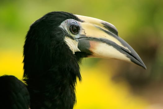 Oriental Pied Hornbill (Anthracoceros albirostris), Sepilok, Borneo, Malaysia