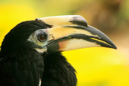 Oriental Pied Hornbill (Anthracoceros albirostris), Sepilok, Borneo, Malaysia