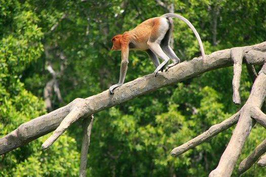 Proboscis monkey on a tree, Borneo, Malaysia