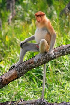 Proboscis monkey sitting on a tree, Borneo, Malaysia