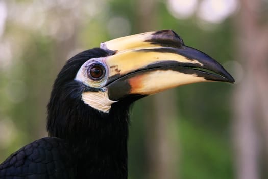 Oriental Pied Hornbill (Anthracoceros albirostris), Sepilok, Borneo, Malaysia